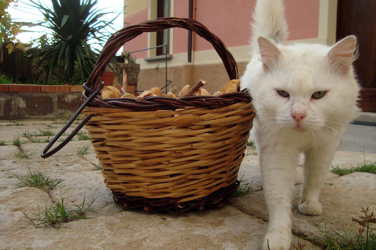 Villa Vincenza Vallo della Lucania Dış mekan fotoğraf